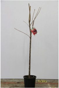 cerisier 1/2 tige (hiver)
