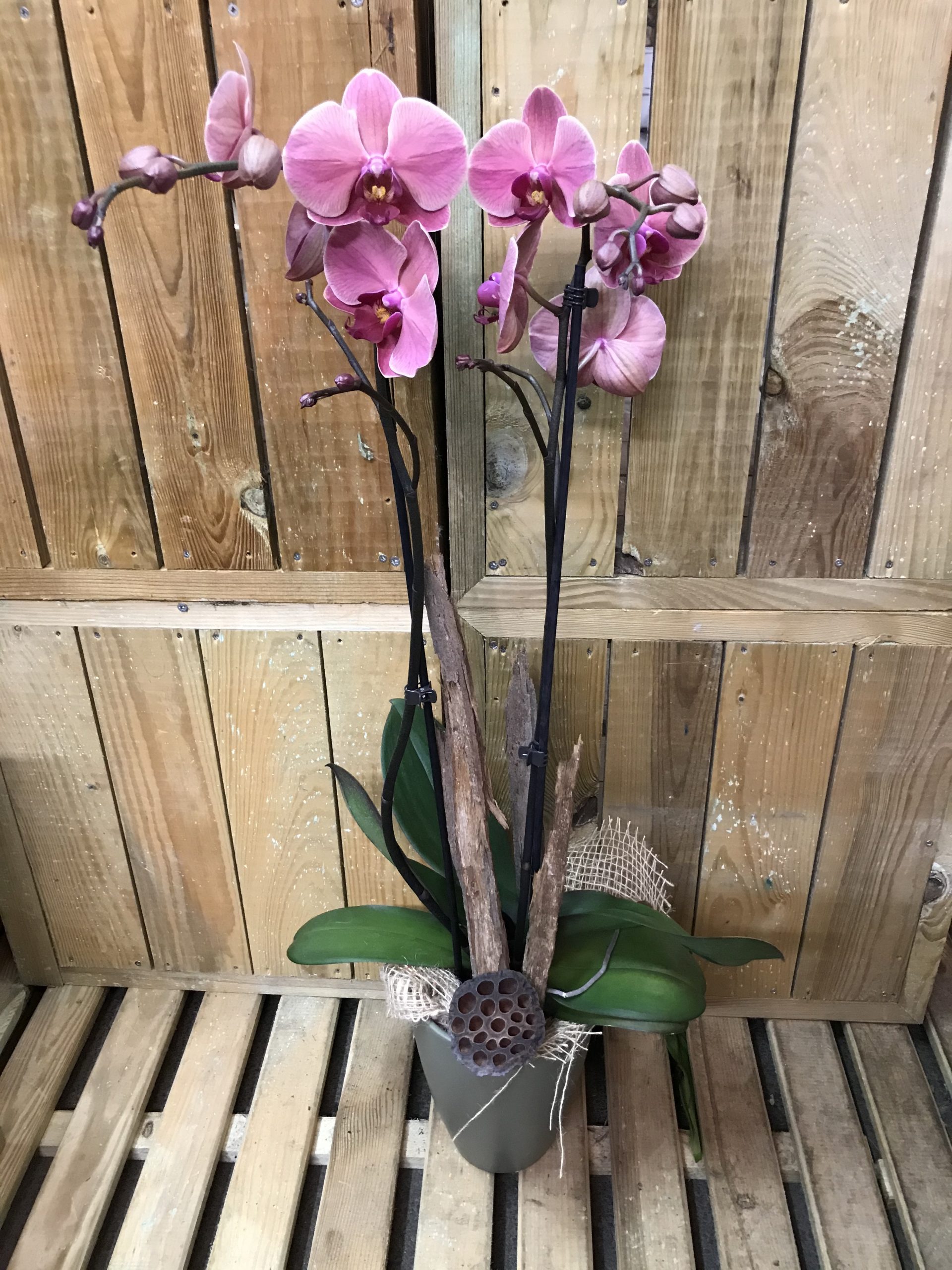 Côté Jardin Fleuriste Nivelles  Orchidée en arceau avec cache-pot